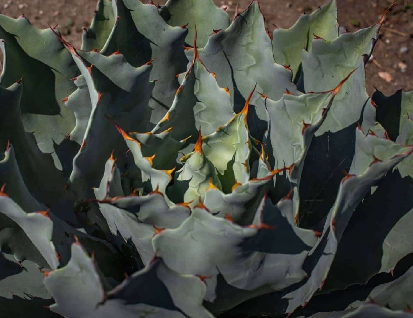 Espiritu Montaraz - Mezcal - Agave plant background